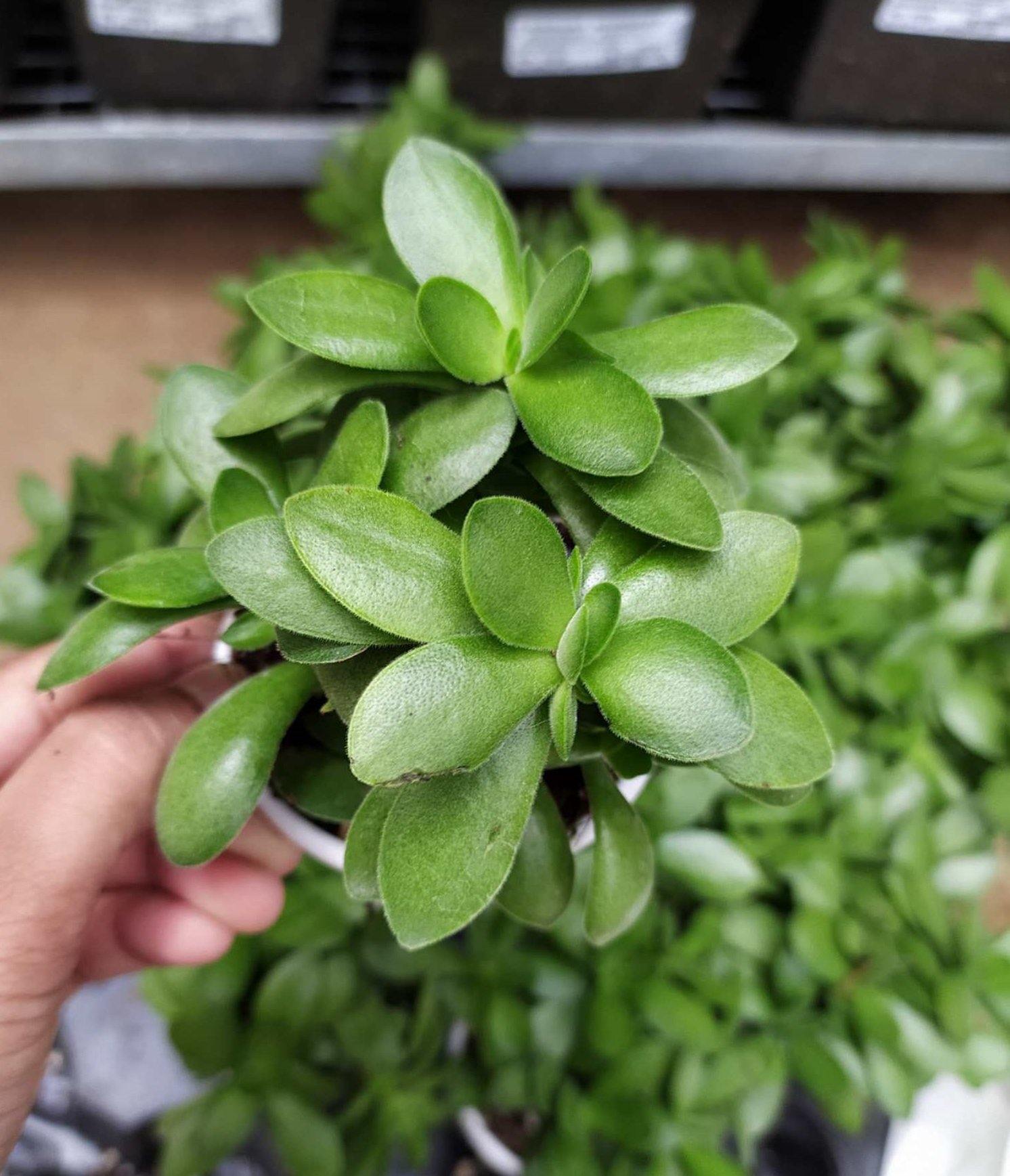 Crassula Money Maker (Jade Plant) Succulent Plant