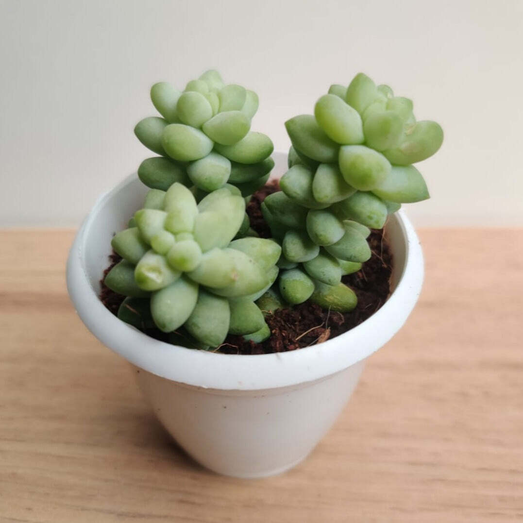 Sedum 'Burrito Baby' Donkey's Tail Small Succulent Plant