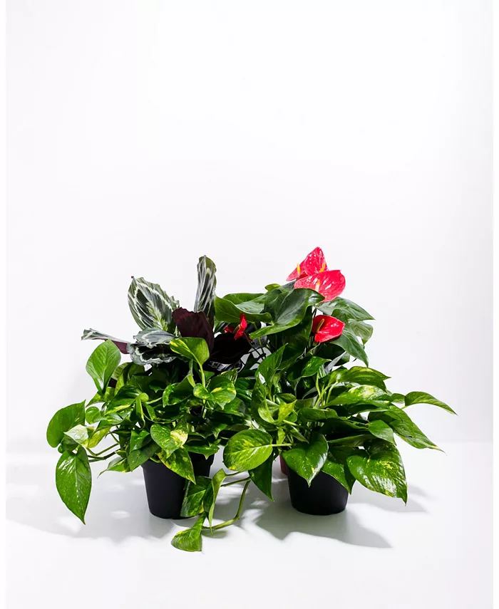Lively Root Tropical Live Plant Collection， 6