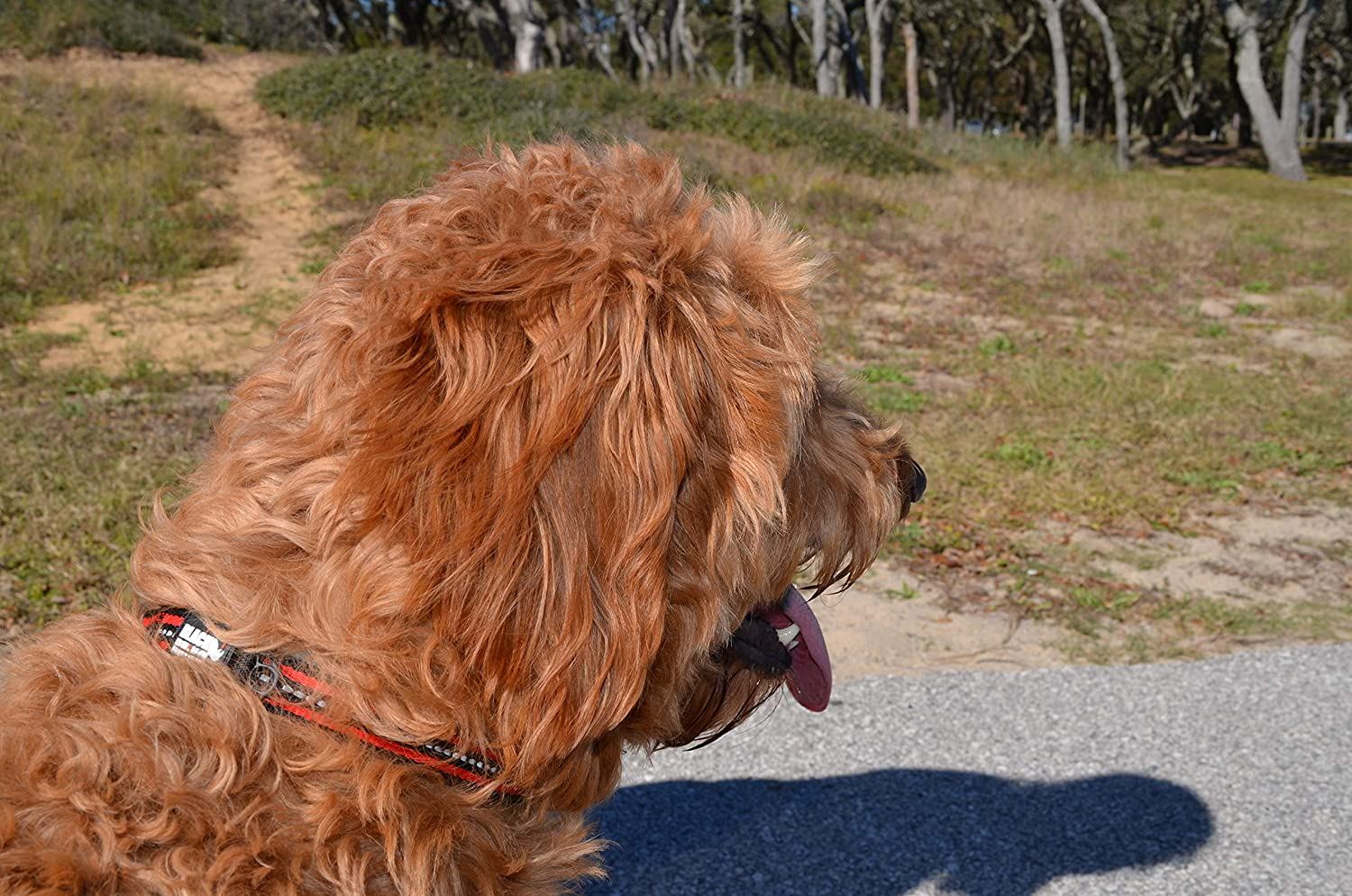 Black Rhino - Classic Striped Adjustable Dog Collar for Small Medium Large Breeds | 3m Reflective Threading | 4 Bright Colors - Matching Leashes Sold Separately (Red Striped， Small)