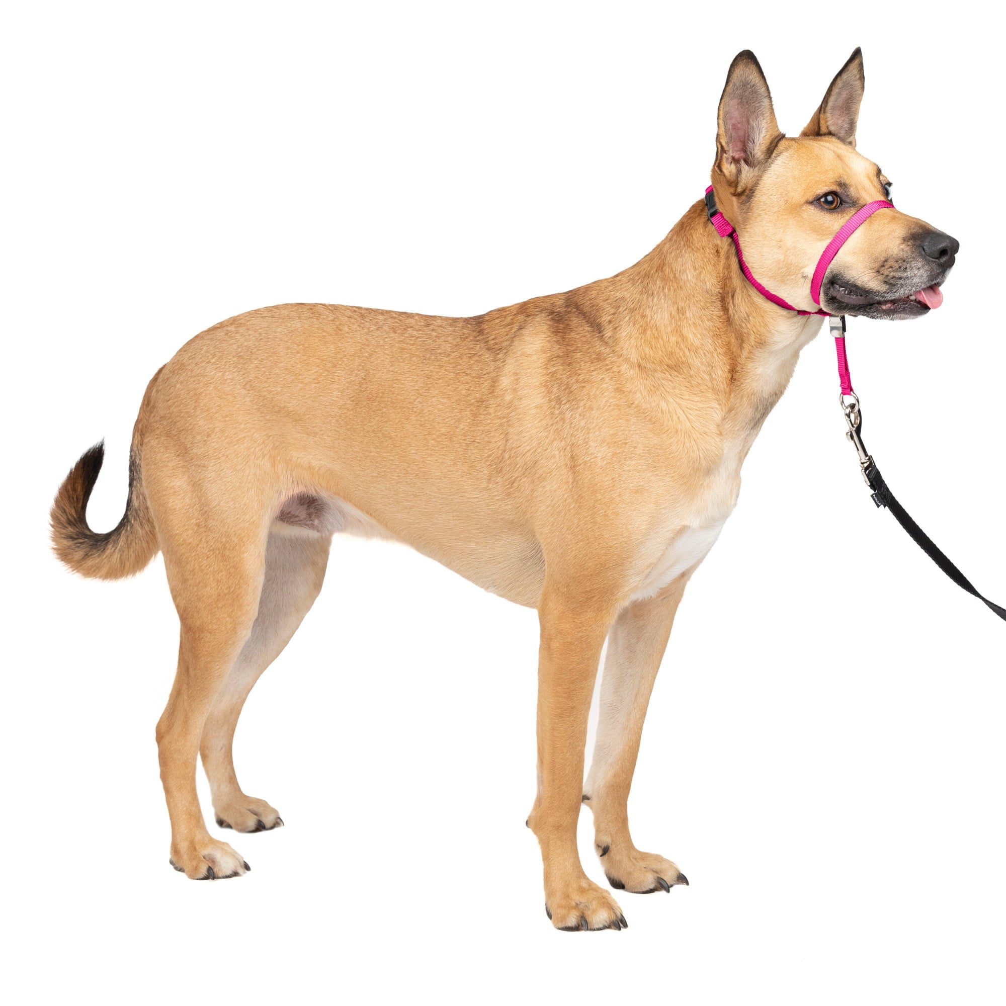 PetSafe Gentle Leader Headcollar， No-Pull Dog Collar， Medium 25-60 Lb.， Raspberry