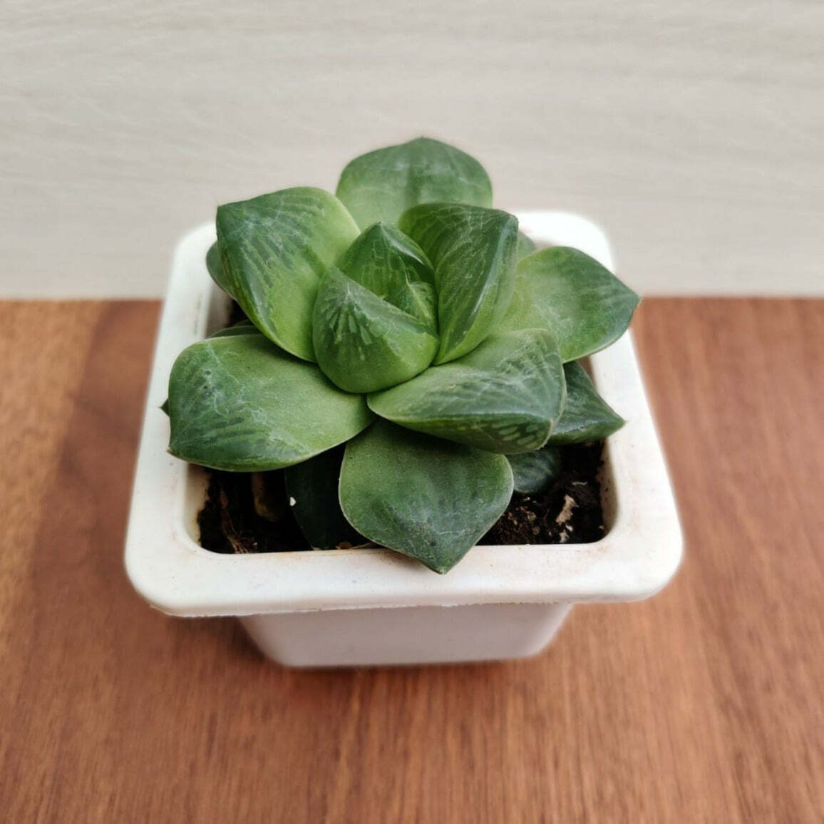 Haworthia Cymbiformis Succulent Plant