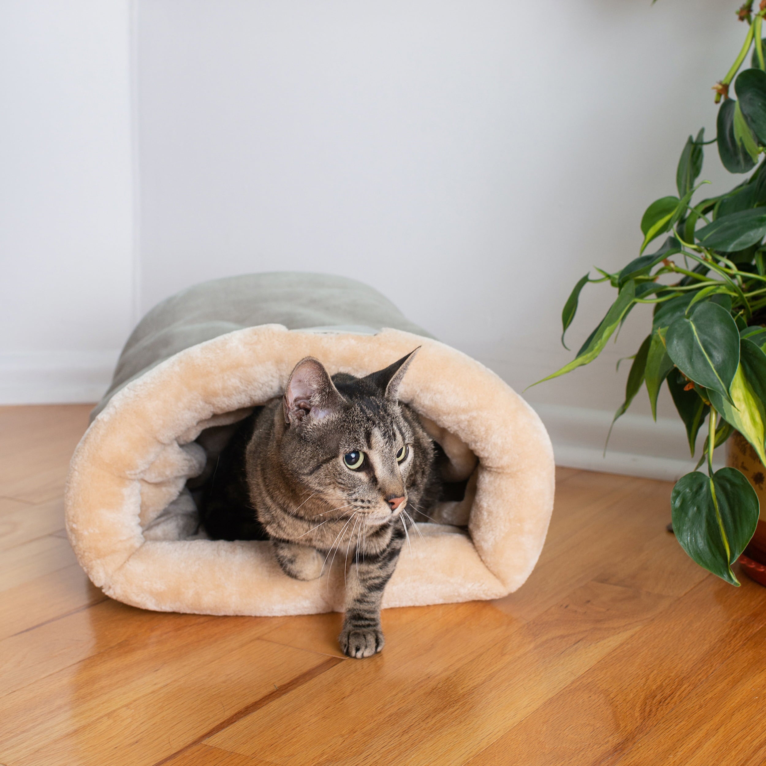 Armarkat Burrow Pet Cat Bed， Sage Green