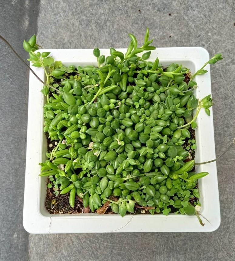 String of Tears (Senecio Herreianus) Big Succulent Plant