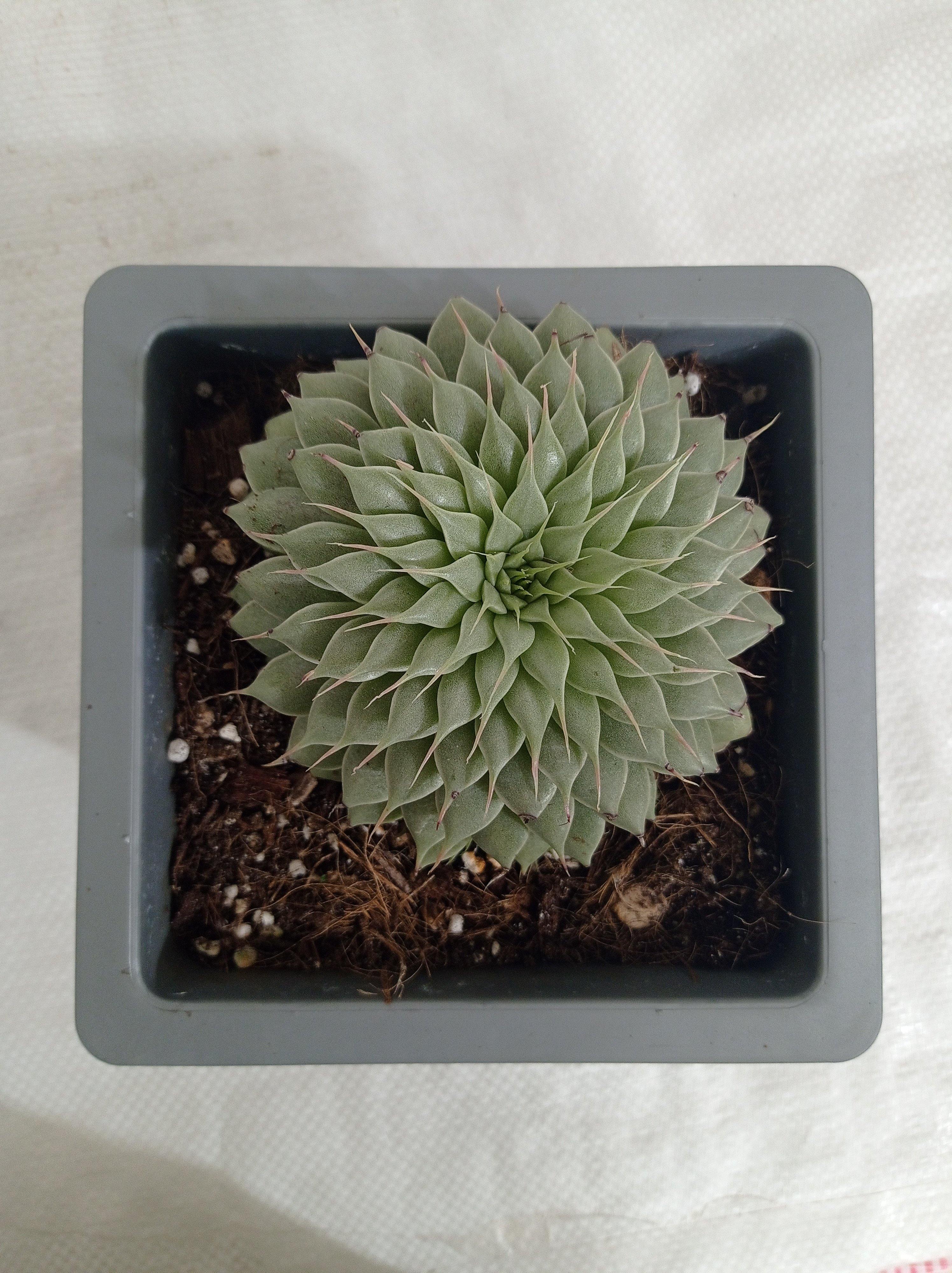 Graptopetalum Filiferum Big Succulent Plant