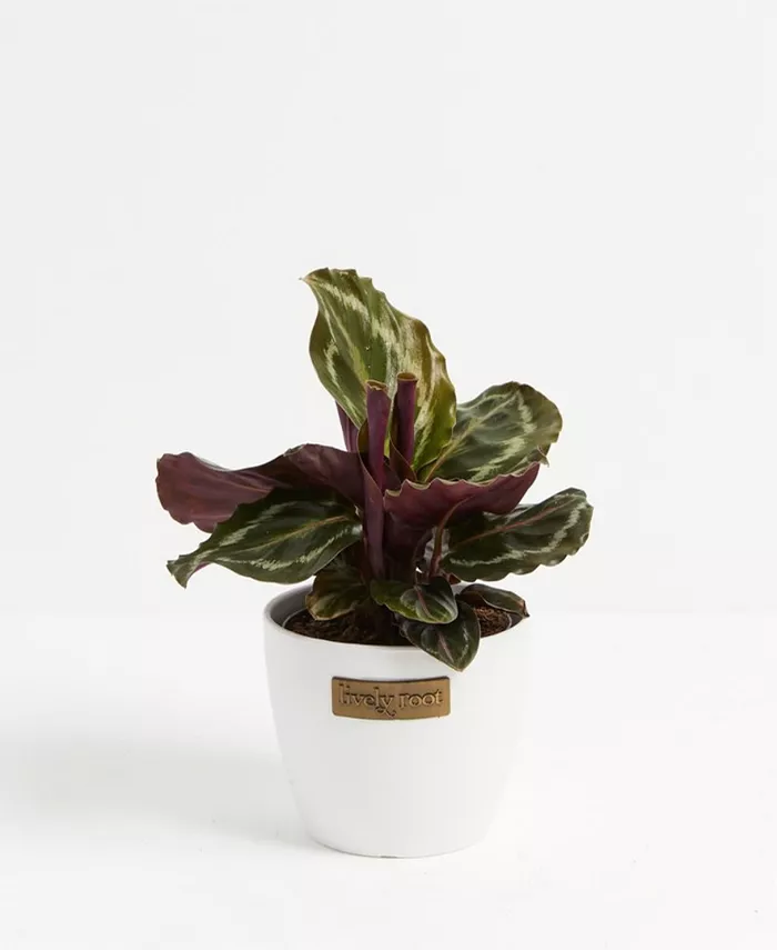 Lively Root Peacock Calathea Roseopicta ‘Medallion’ Live Plant， 6