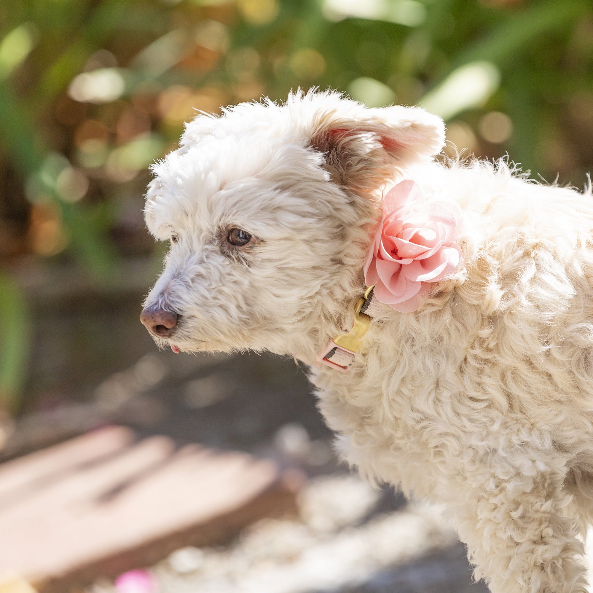 Vibrant Life Pink Collar Bow Tie Slider Set for Dogs， Size XSmall
