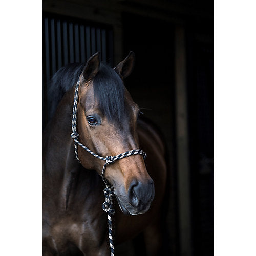 Gatsby Cowboy Halter/Lead Horse Black/Royal