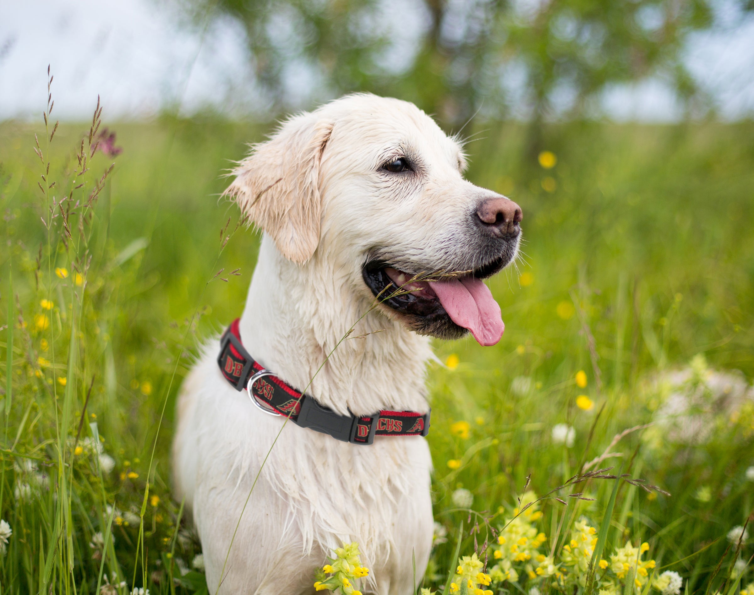 Pets First MLB Arizona Diamondbacks Dogs and Cats Collar - Heavy-Duty， Durable and Adjustable - Medium