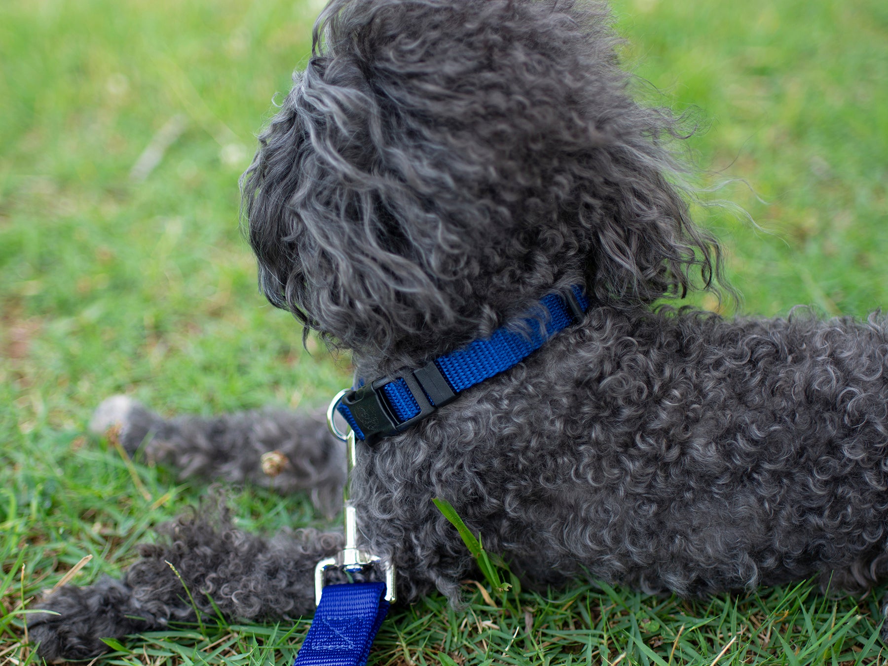 Country Brook Petz® 3/4 inch Nylon Dog Leash - Royal Blue， 4 Foot