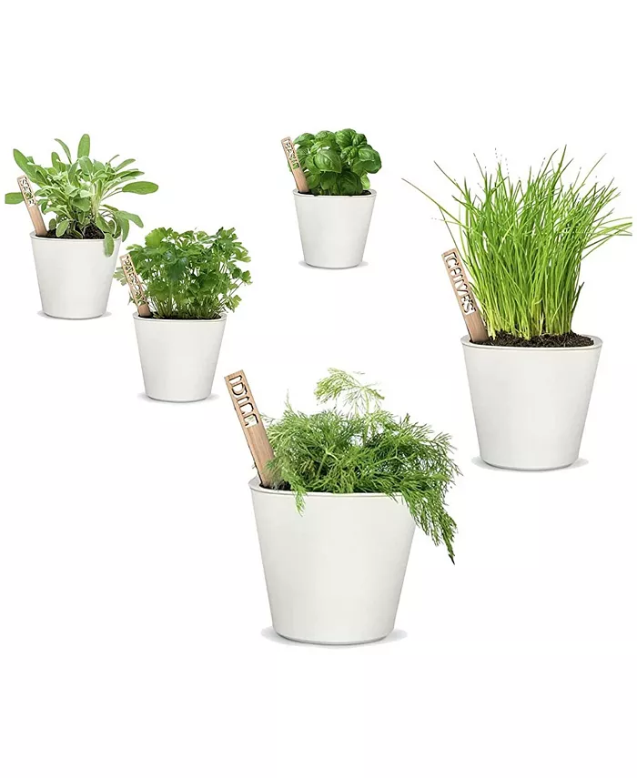 Window Garden Herbs Kit - Herb Growing Kit， Easy to Grow Herbs Seeds for Kitchen sill Indoors or Outdoors， Planting Made Easy with This Spice Garden S