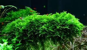 Christmas Moss Vesicularia Portion Live Aquarium Plants BUY2 GET1 FREE
