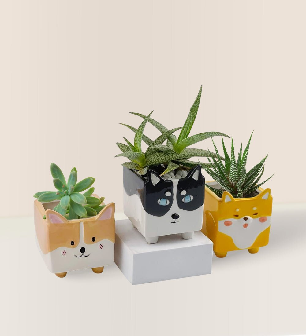 Mini Assorted Succulents in Adorable Puppies Pots (Set of 3)