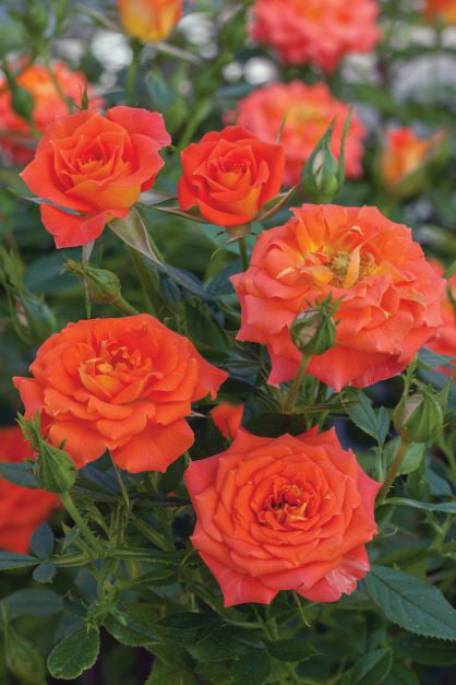 Bareroot Sunblaze® Mandarin Miniature Rose with Orange Flowers - Live Plants - 2 Piece