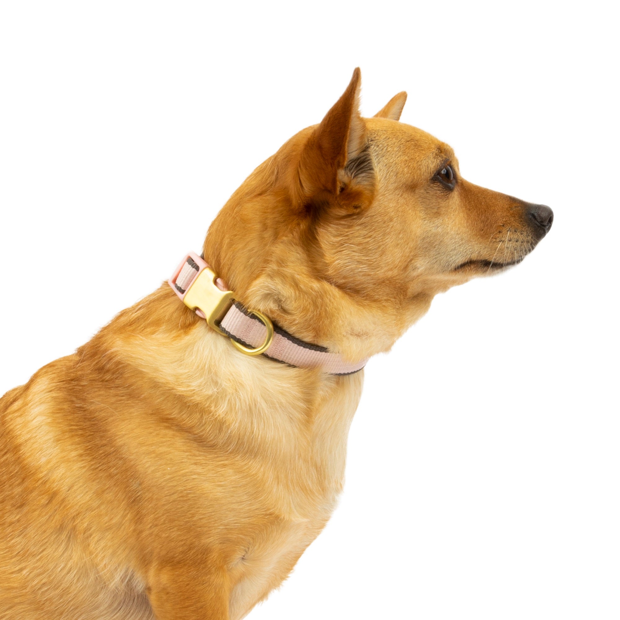 Vibrant Life Pink Collar Bow Tie Slider Set for Dogs， Size XSmall