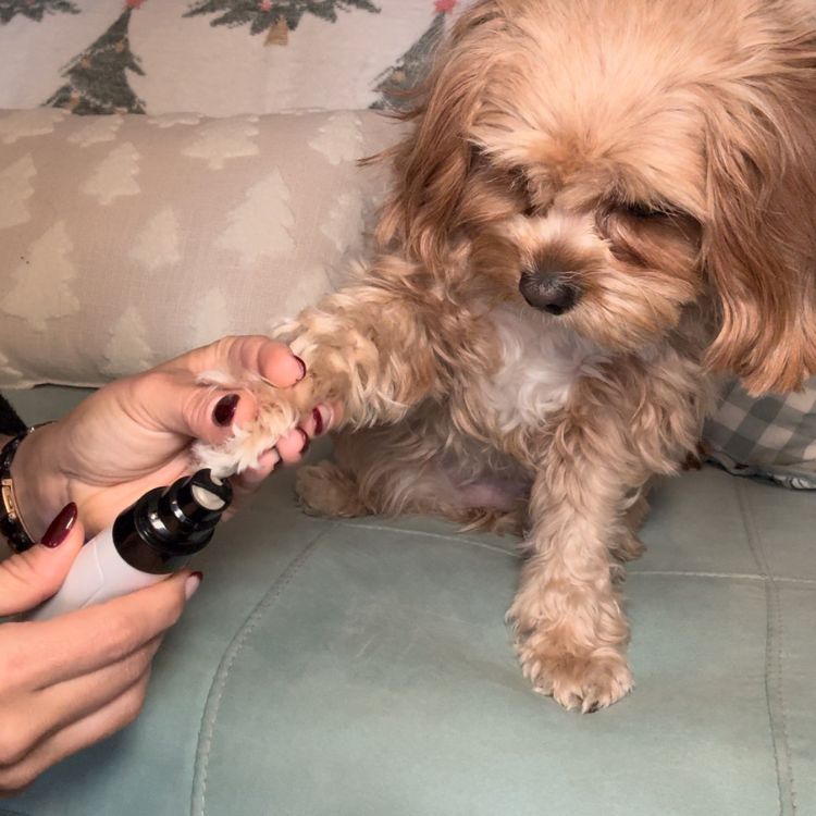 Low-Noise Rechargeable Pet Nail Grinder for Dogs & Cats