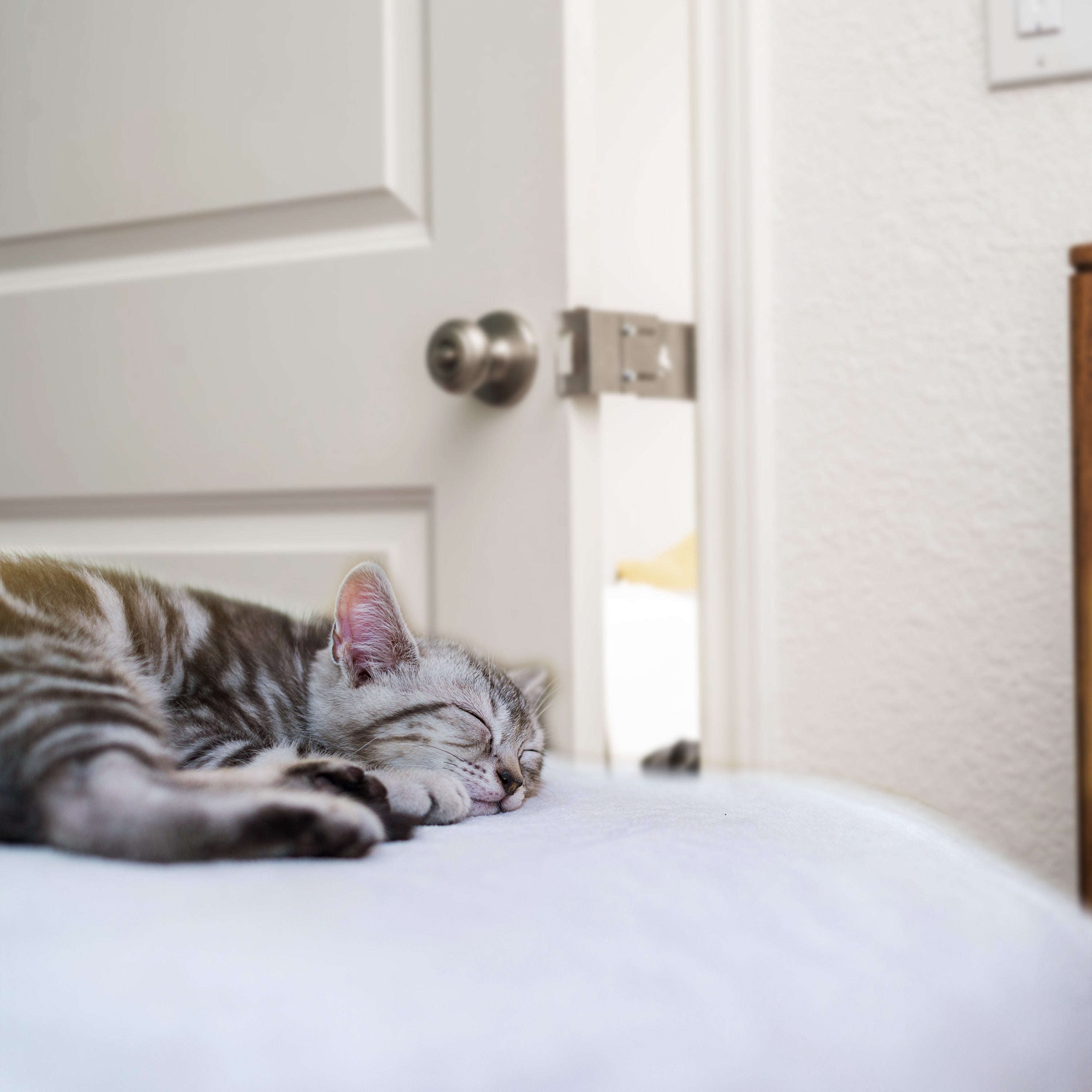 TheDoorLatch No-Cut Cat Door and Baby Gate Alternative