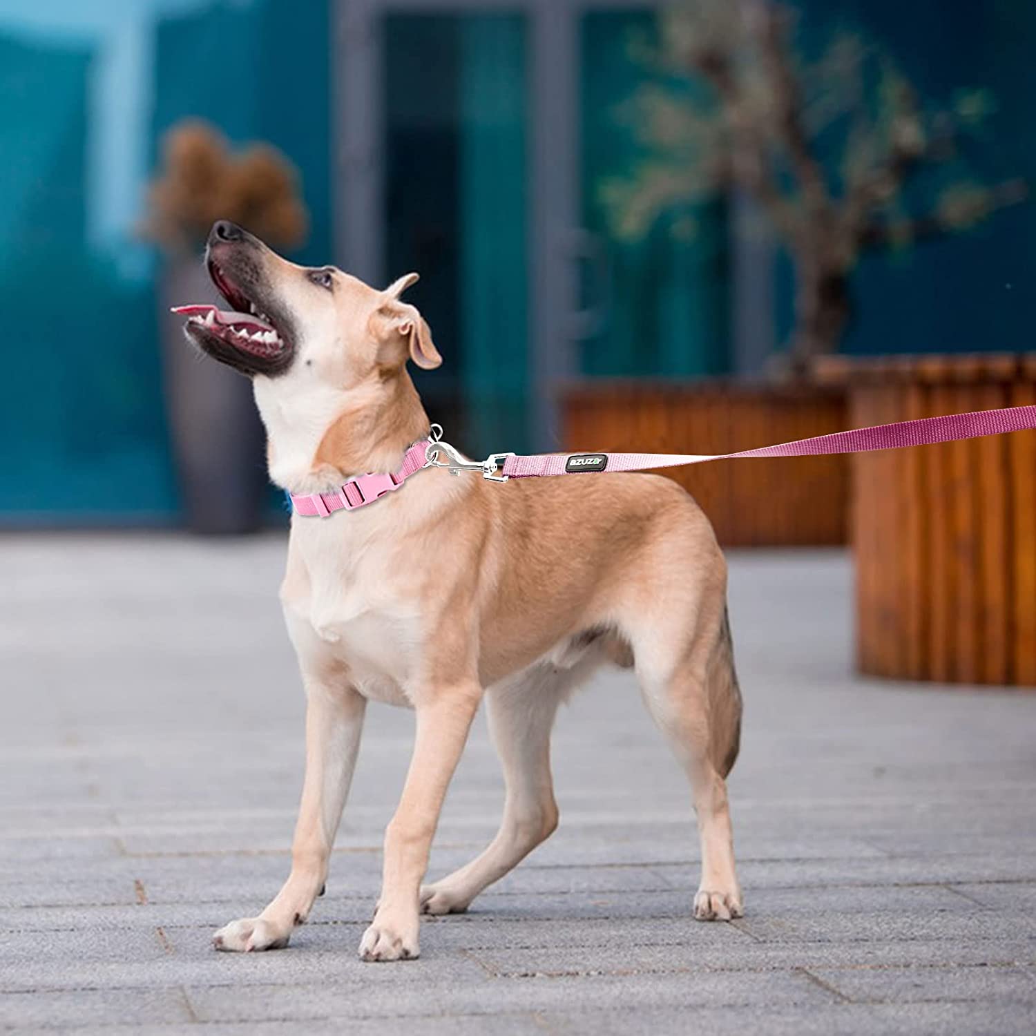 Azuza Dog Collar and Leash Set Nylon Collar Leash for Small Medium and Large Dogs