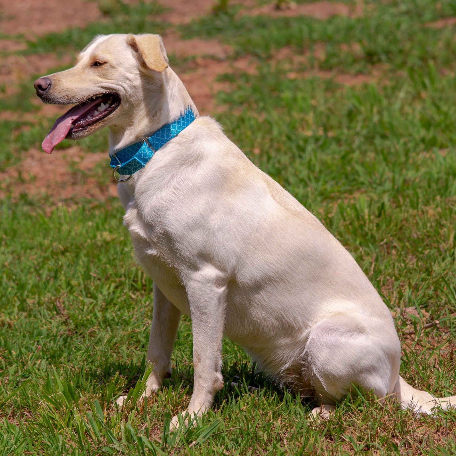 Country Brook Petz® Classy Chic Martingale Dog Collar Limited Edition， Mini