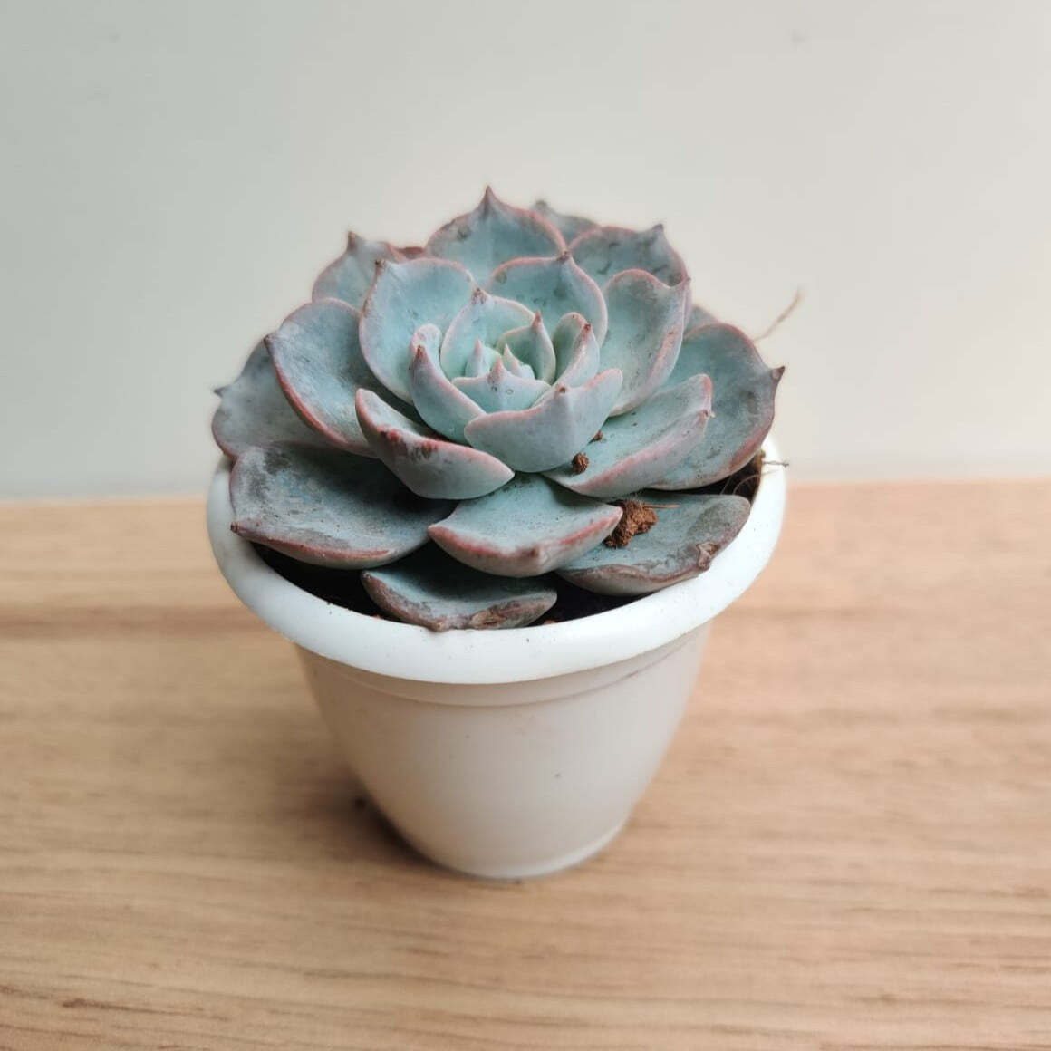 Echeveria Subsessilis Small Succulent Plant
