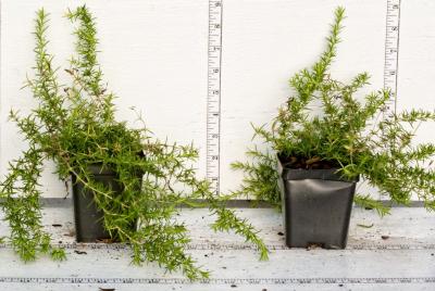 Classy Groundcovers - Phlox subulata 'Candy Stripe'  {25 Pots - 3 1/2 inch Square}