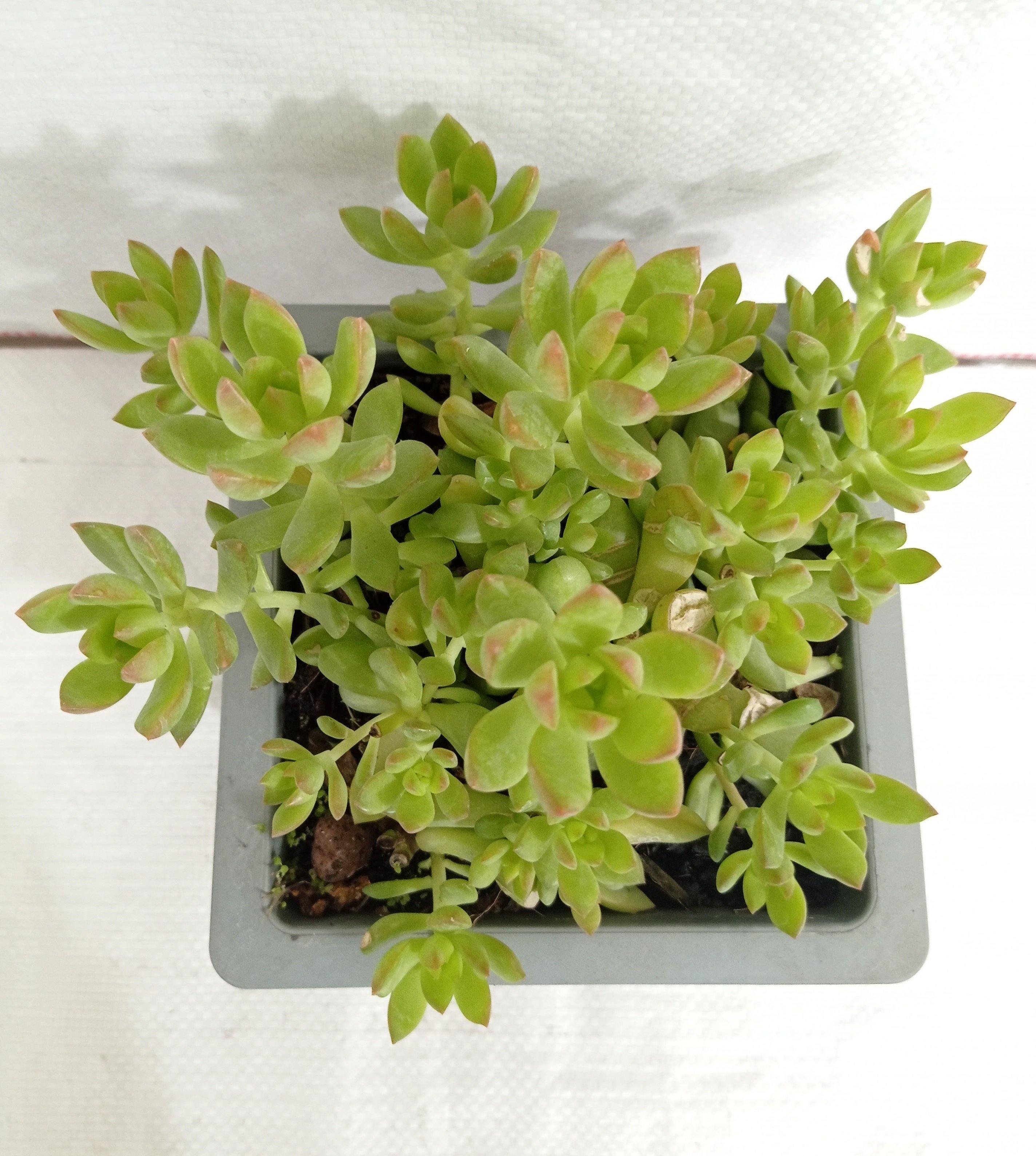 Sedum Adolphii (Sedum Golden Glow) Big Succulent Plant