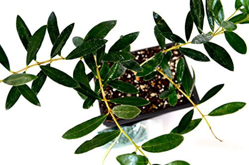 9GreenBox - Olive Tree Bonsai with Water Tray and Fertilizer