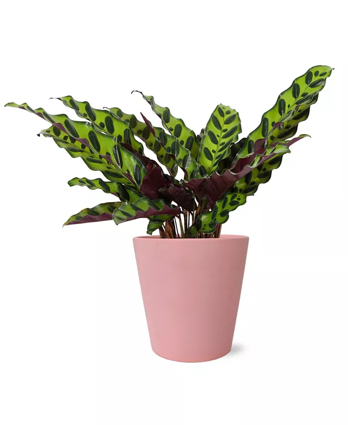 BloomsyBox Meet Cute Live Plants