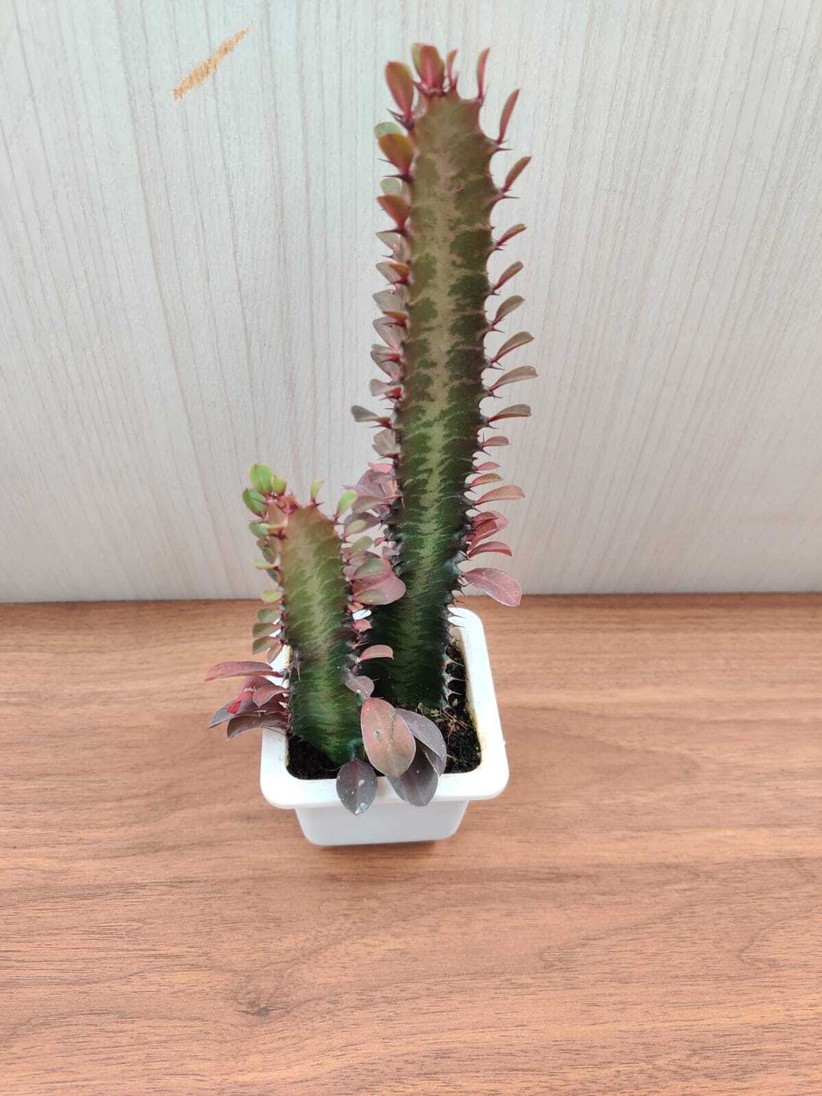 Euphorbia Rubra Royal Red Small Succulent