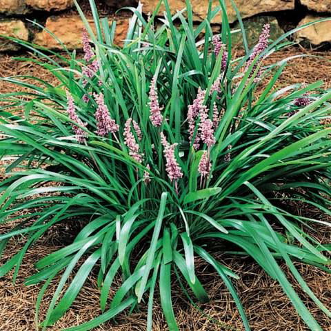 Classy Groundcovers - Liriope spicata  {50 Bare Root Plants}
