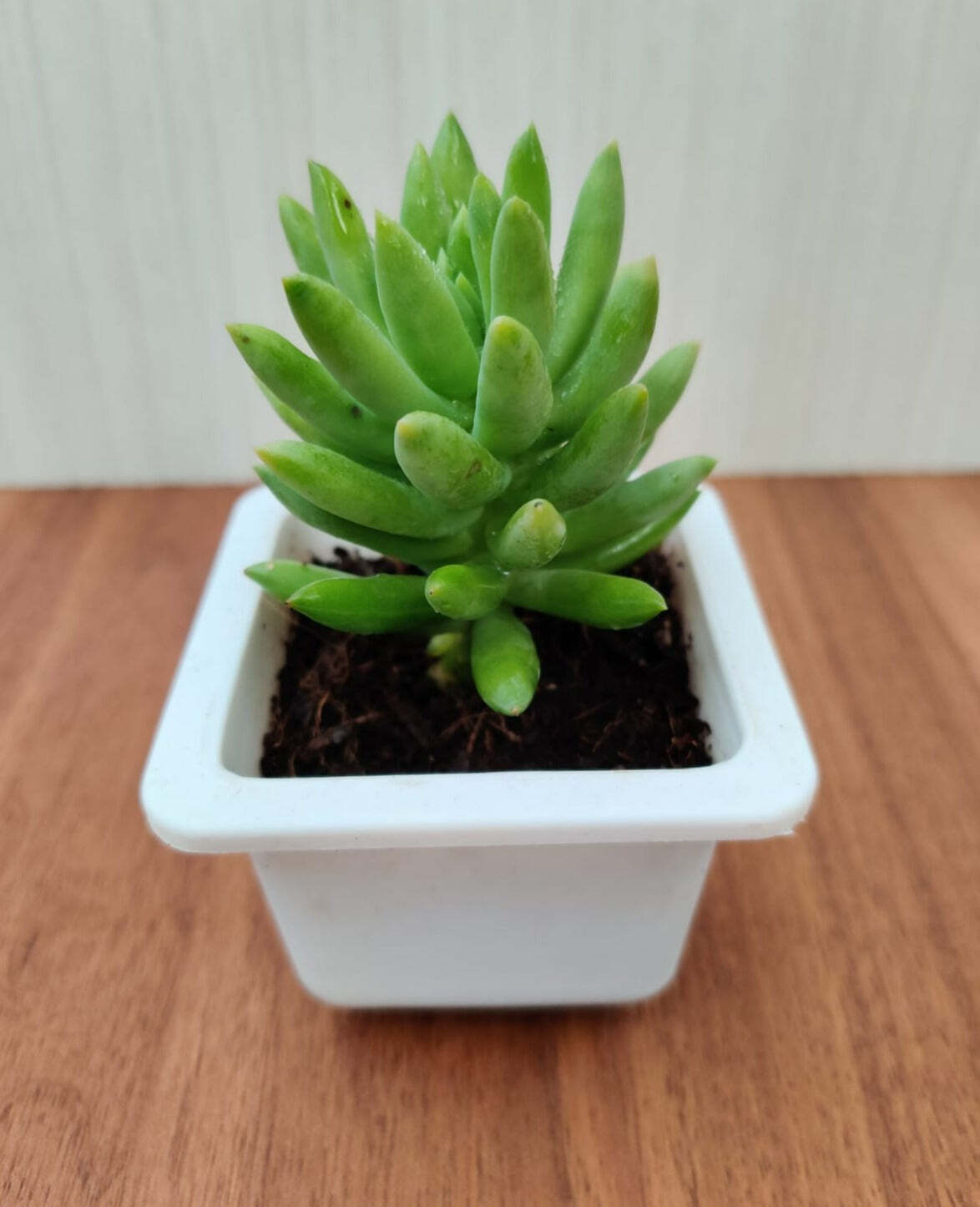 Sedeveria 'Harry Butterfield' (Super Donkey Tail) Succulent Plant