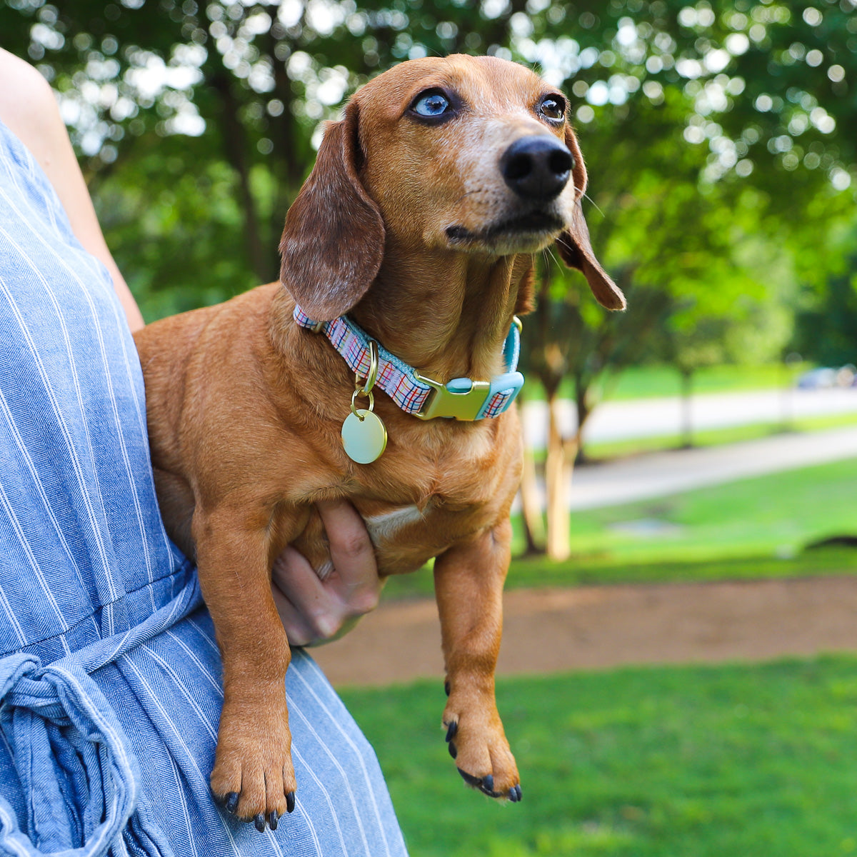 Packed Party Grid Fashion Dog Collar， Gold， M