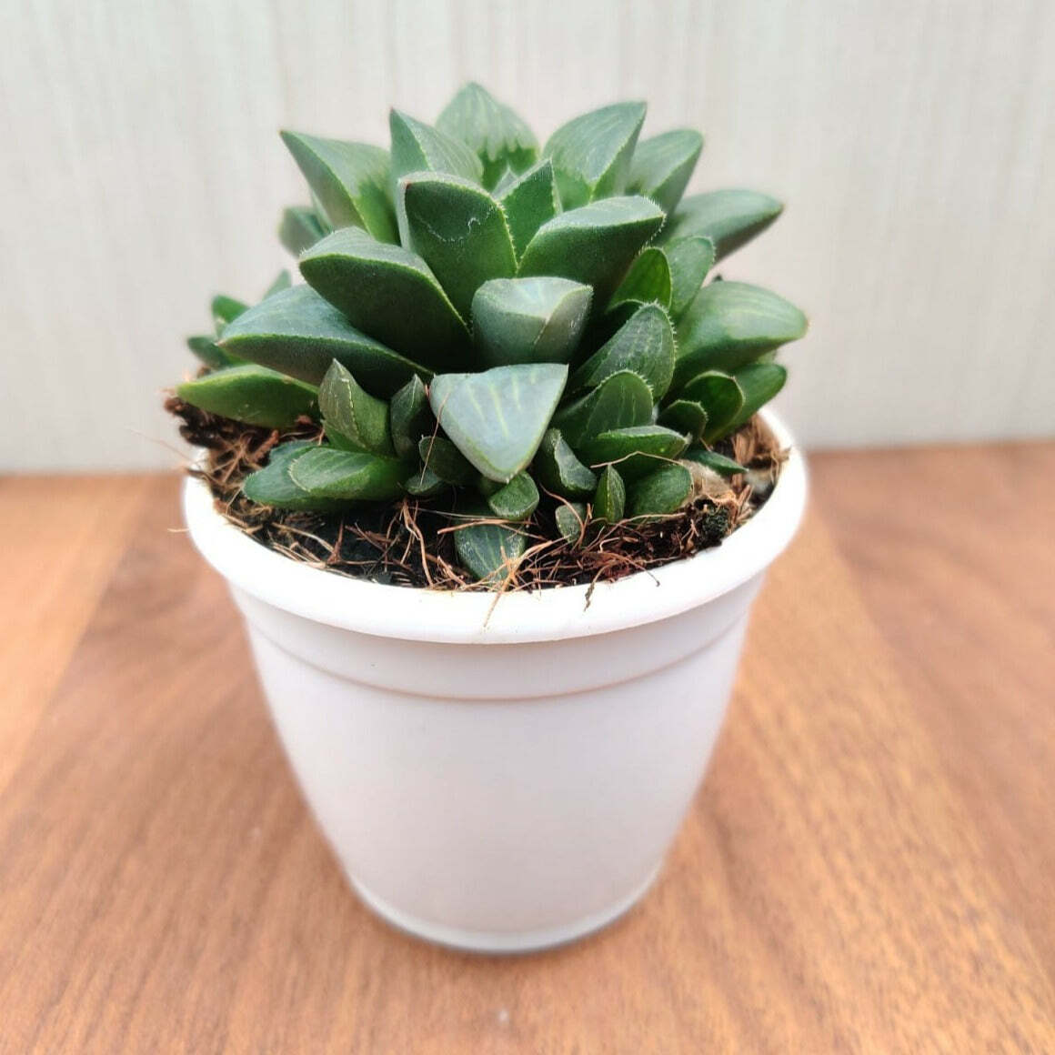 Haworthia Mutica Succulent Plant