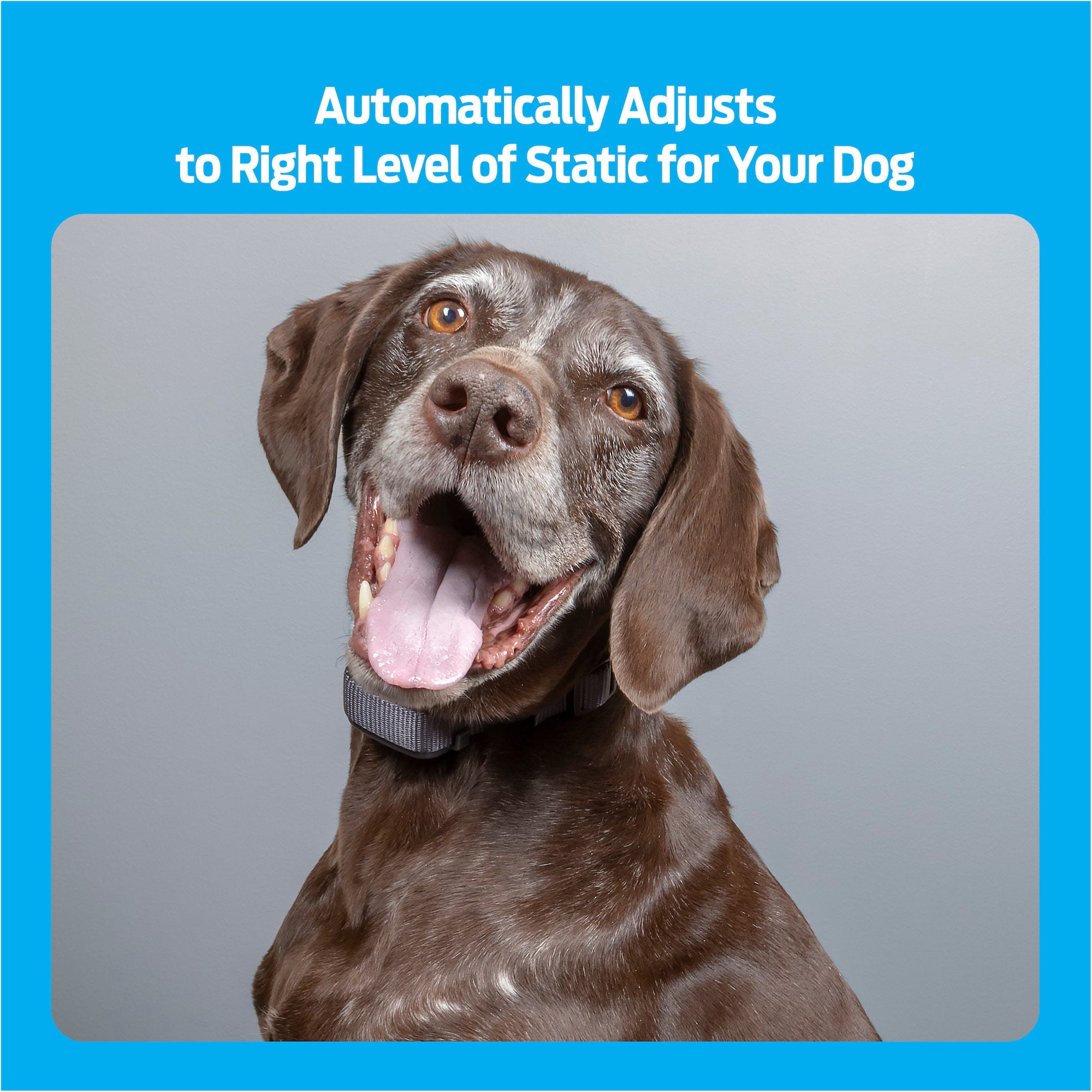 Premier Pet Rechargeable Bark Collar: Discourages Barking and Whining for All Size Dogs， Rechargeable， Adjustable， Waterproof， Gentle Static Correction， Low Battery Indicator， No Programming Required