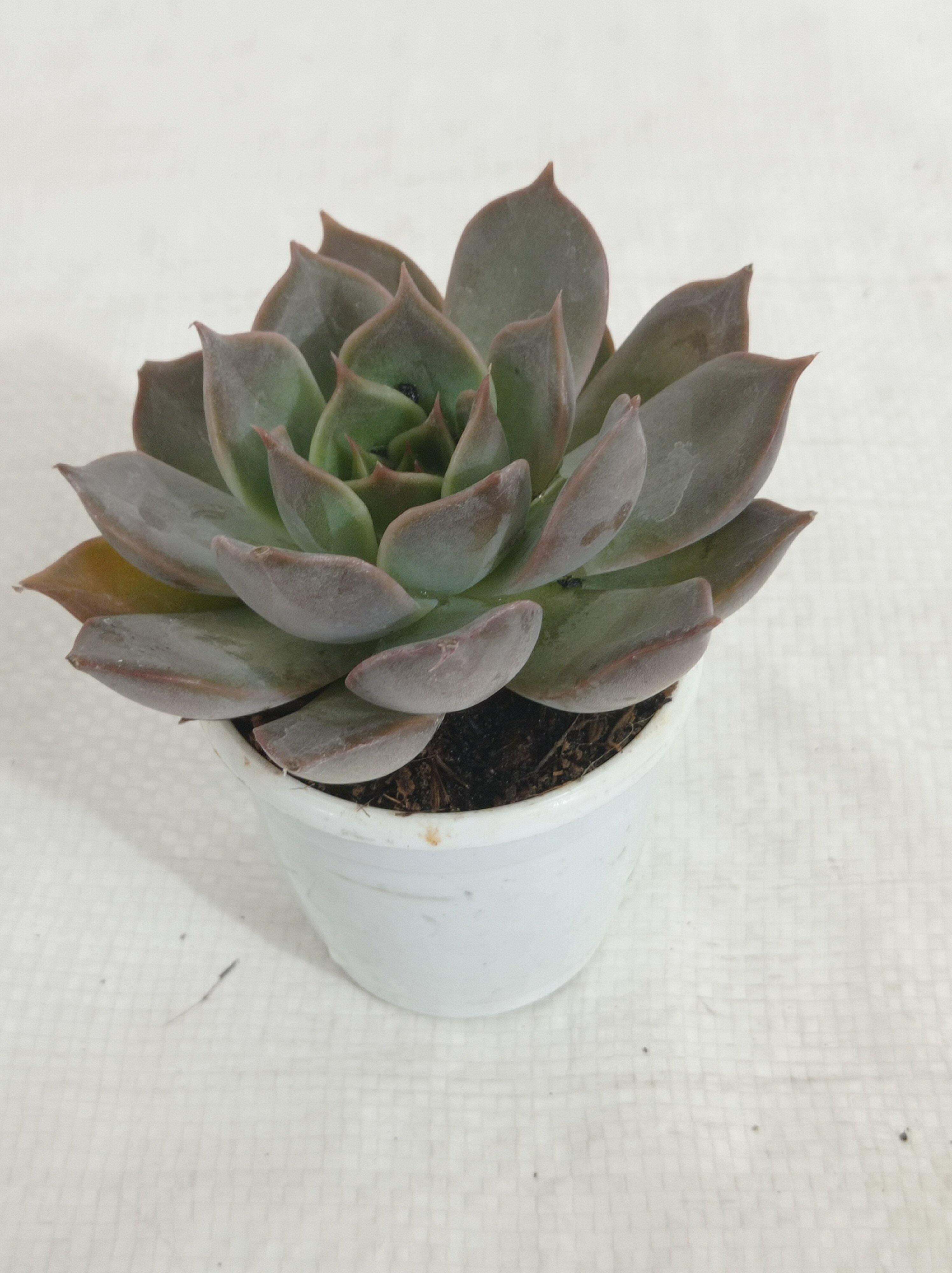 Echeveria Succulent Plant