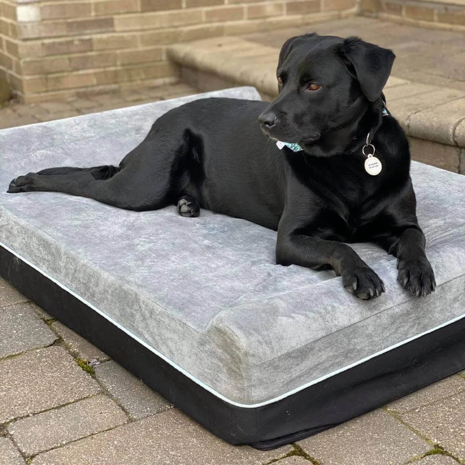 Laifug Orthopedic Memory Foam Extra Large Dog Bed with Double Pillows and Durable Waterproof Liner and Removable Washable Cover