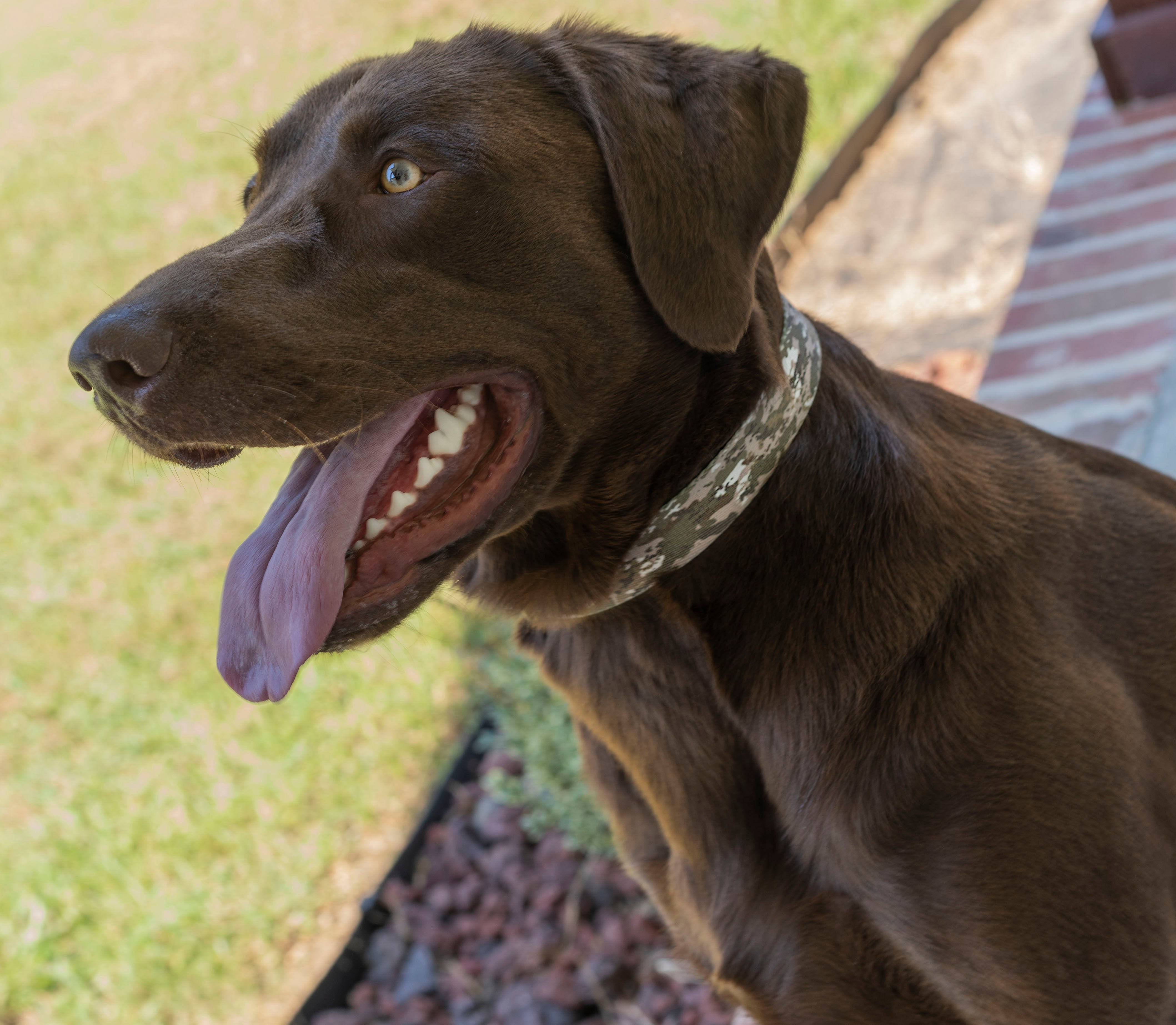 Country Brook Petz® Deluxe Desert Viper Camo Dog Collar - Made in The U.S.A.， Extra Small