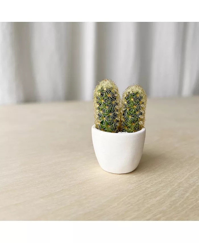 Tierra Sol Studio You + Me Mini Cactus Plant Kit