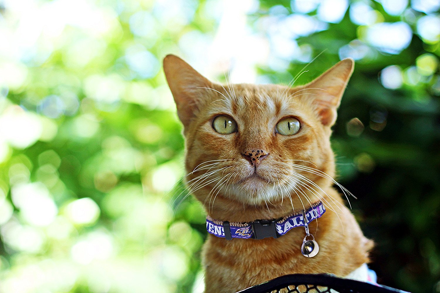 Pets First Baltimore Ravens Cat Collar - Durable and Heavy Duty Nylon Web Collar