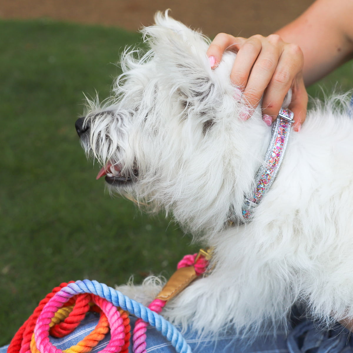 Packed Party Confetti Fashion Dog Collar， M