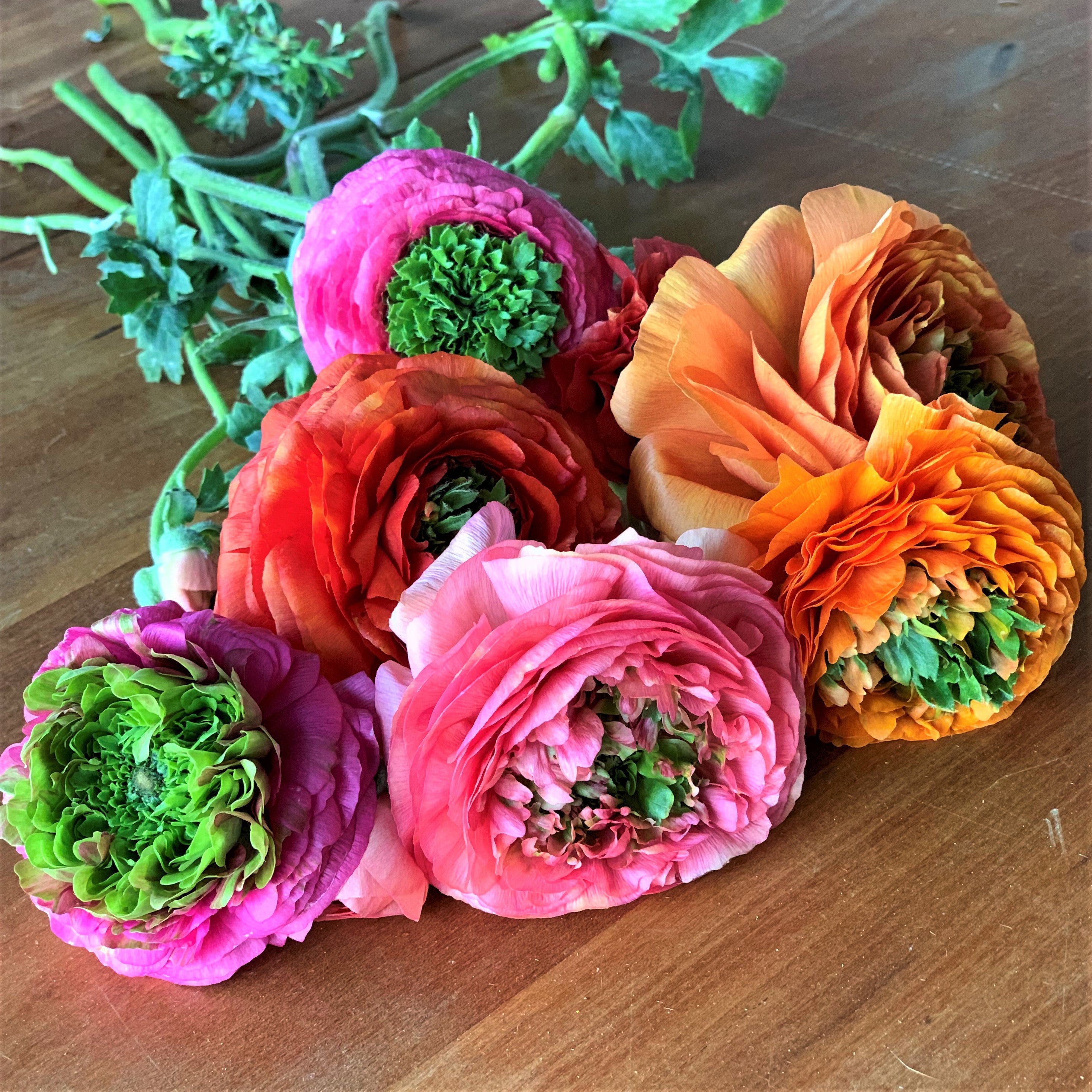 Italian Ranunculus Elegance Festival Mix (Flower Bulbs)