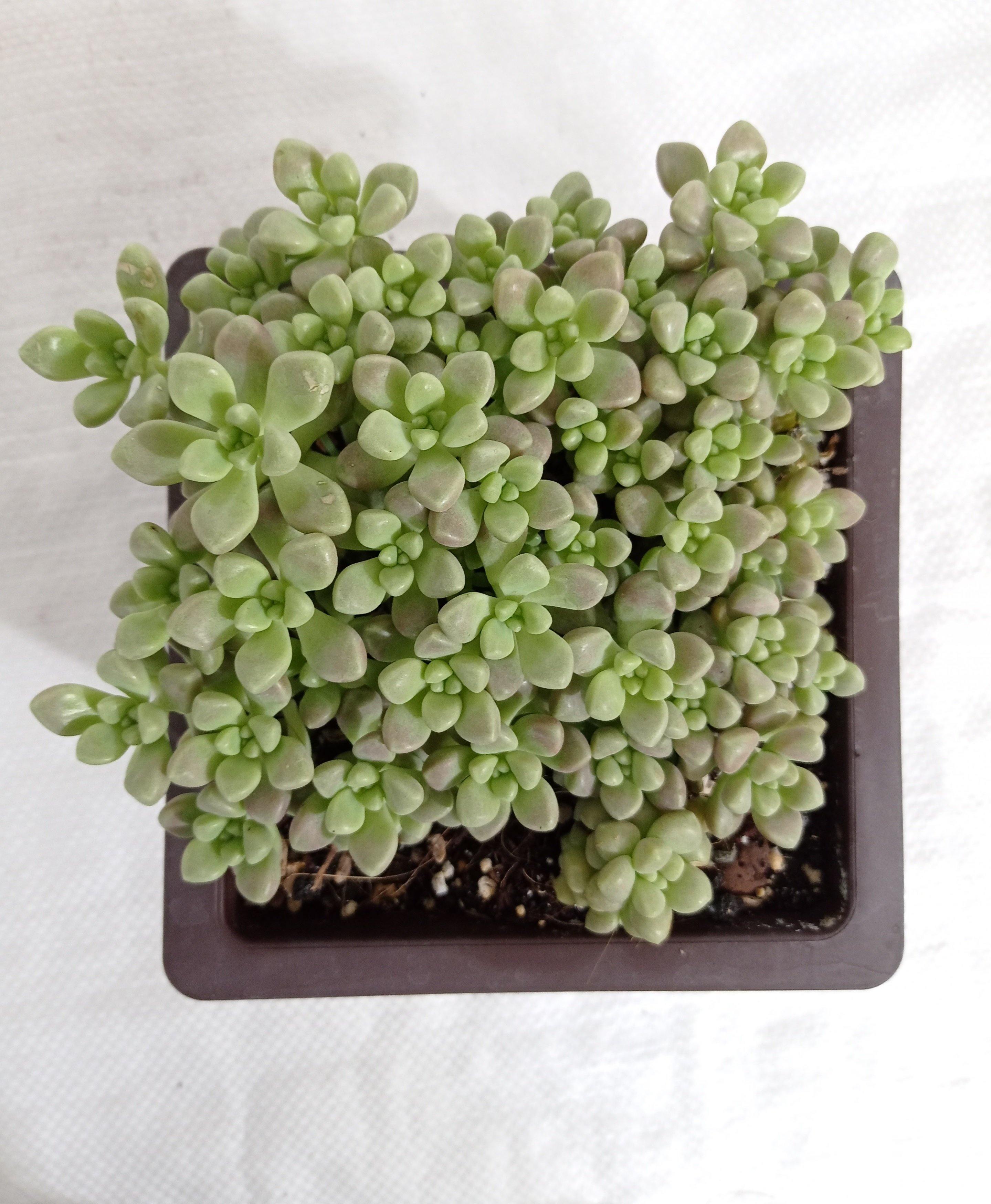 Pachyveria Oviferum Roseum (Moonstones) Big Succulent Plant