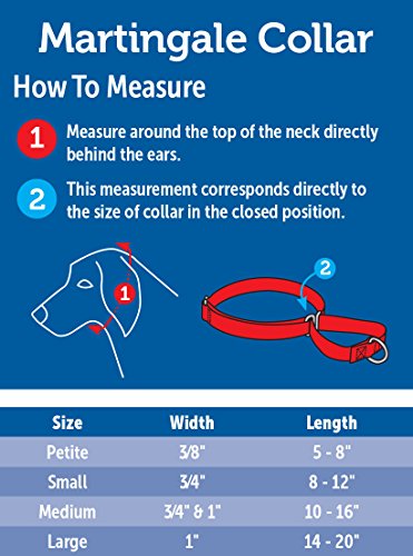 PetSafe Nylon Martingale Dog Collar， Medium 10 to 16-in neck， 3/4-in W