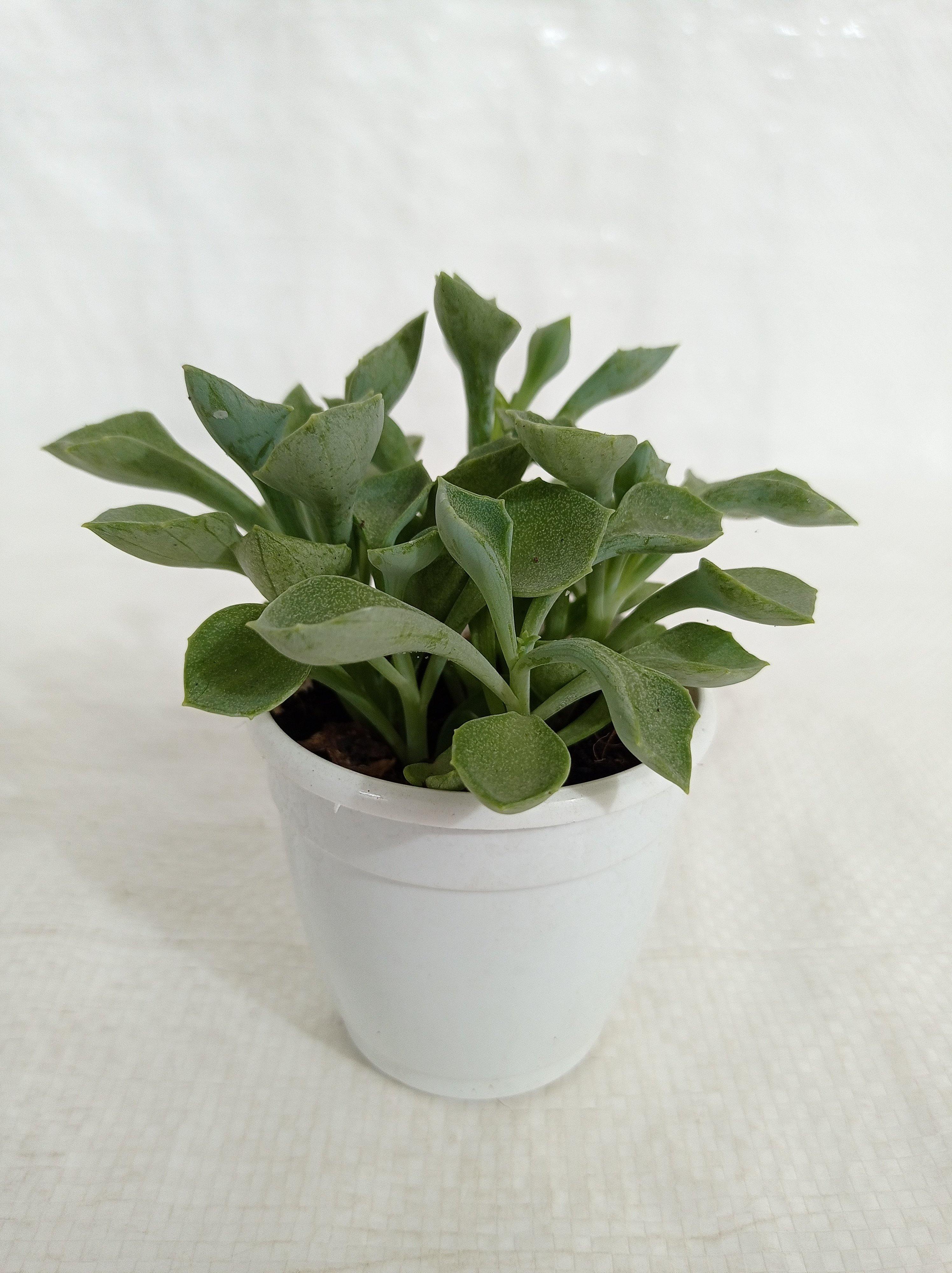 Senecio Kleiniiformis Succulent Plant
