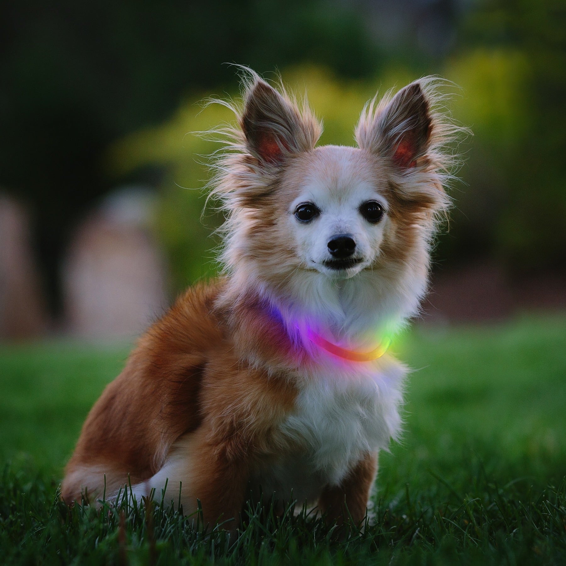 NiteHowl Mini Rechargeable LED Safety Dog Collar - Disc-O Select