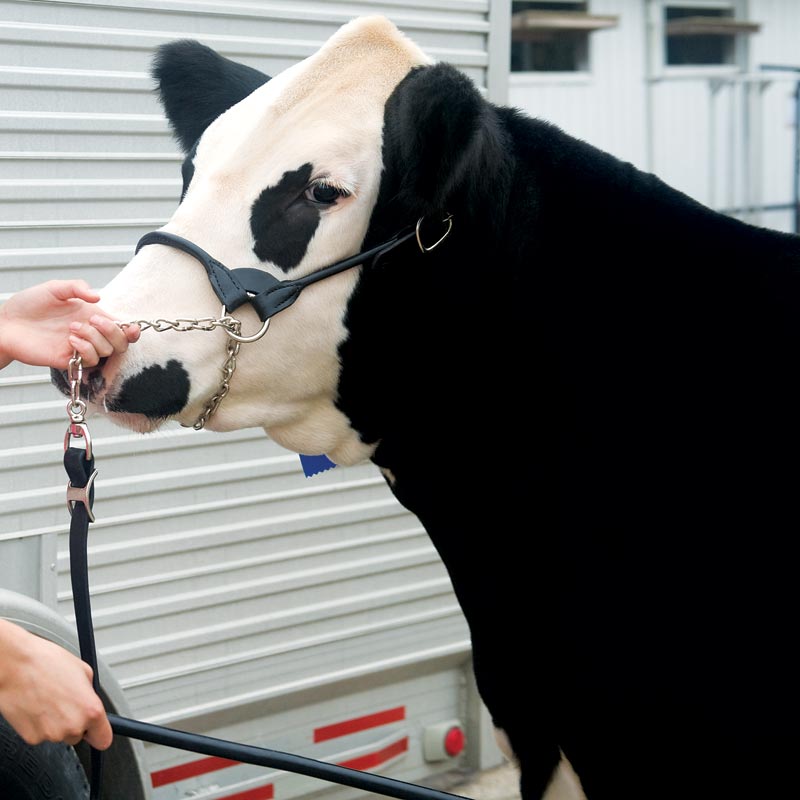 80400-50-00 Livestock Show Halter， Black， Medium - Quantity 1