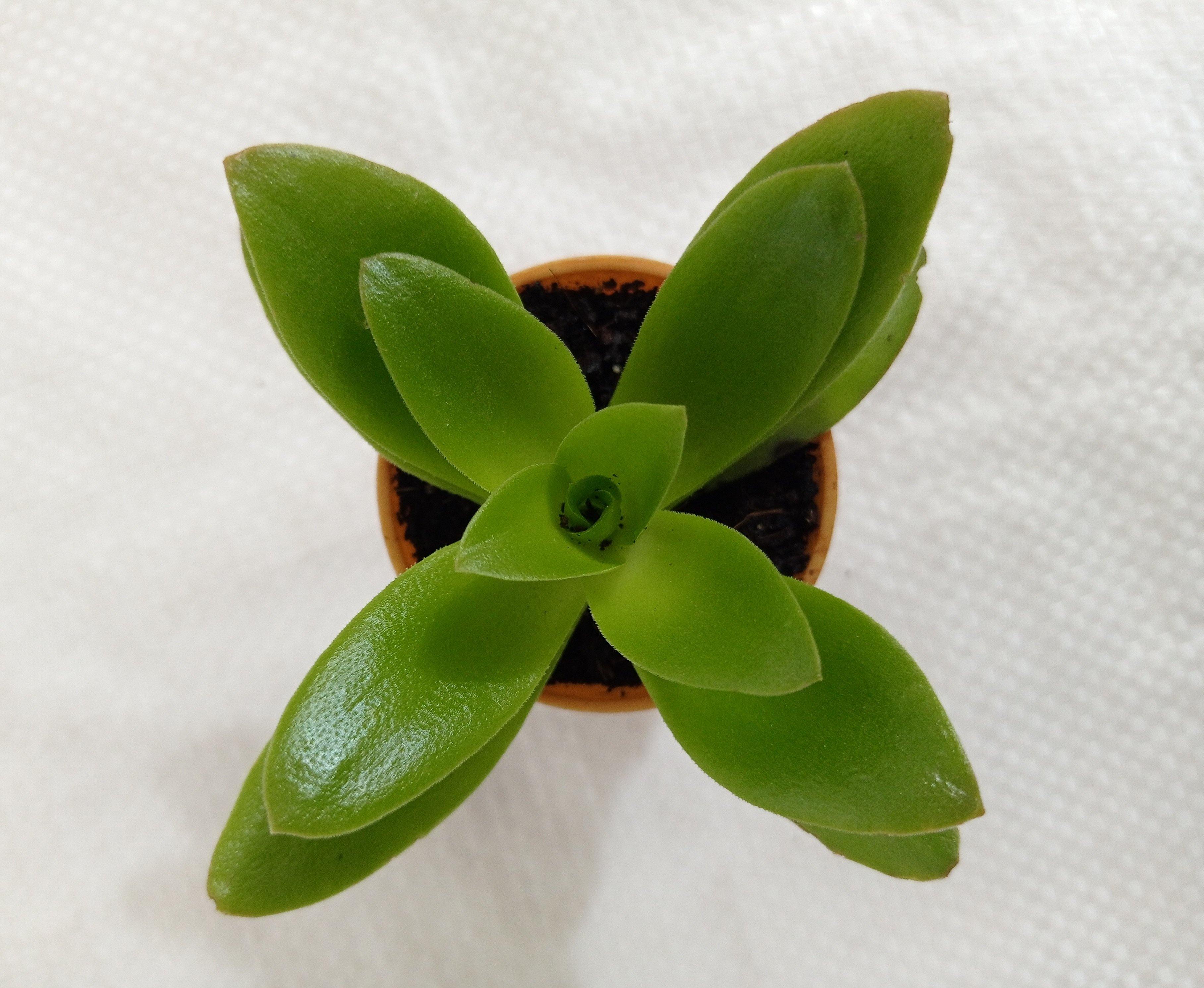 Crassula Campfire Green Small Succulent Plant