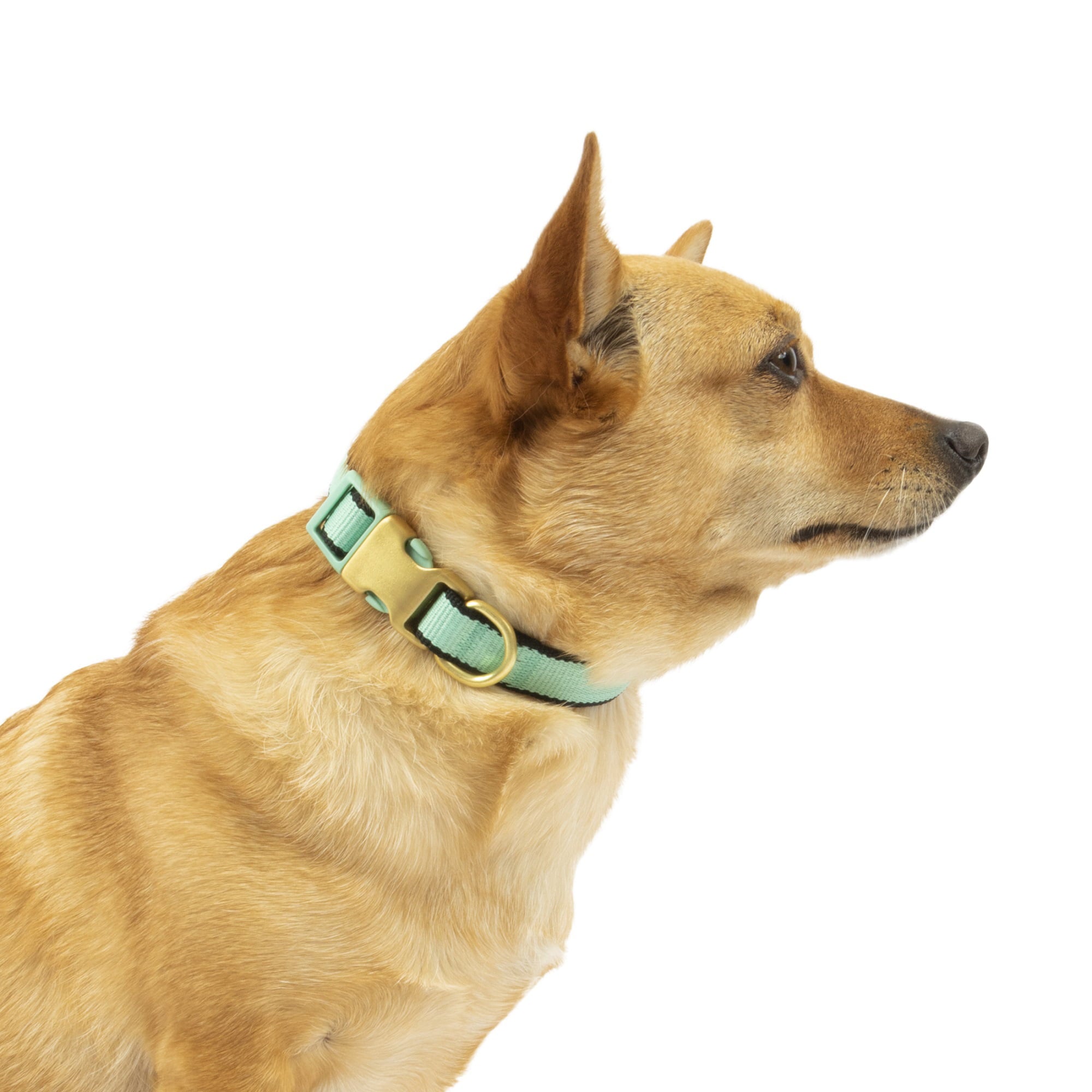 Vibrant Life Green Collar Bow Tie Slider Set for Dogs， Size XSmall