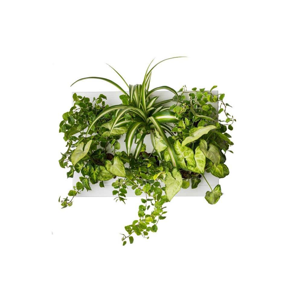 Ortis Green Hang Oasis Home 15 in. x 11 in. x 3 in. White Plastic Indoor Vertical Garden Wall-Mounted Planter 30085