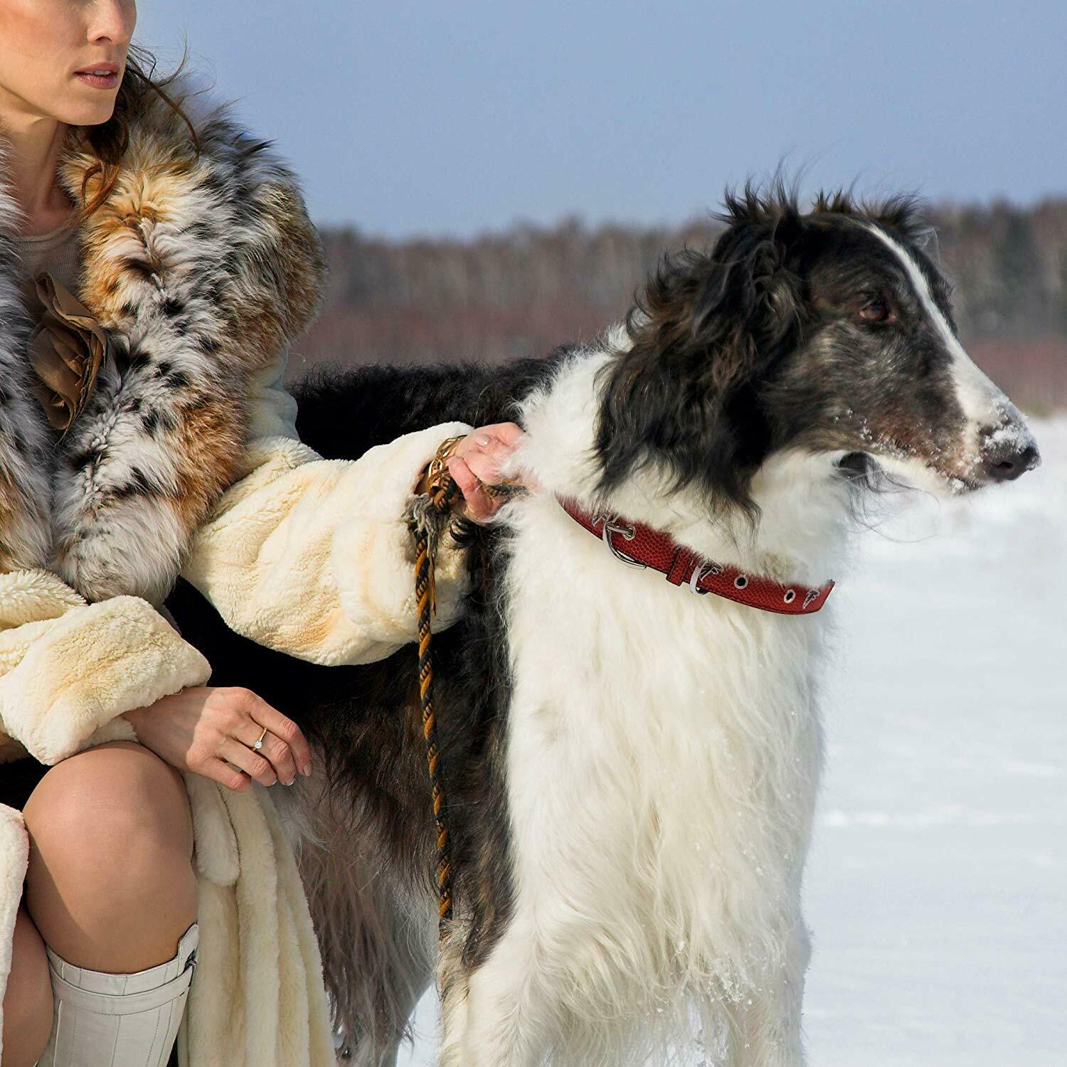 Pets First NFL Atlanta Falcons Best Dog Collar NFL Signature PRO PVC-Leather Premium - Medium